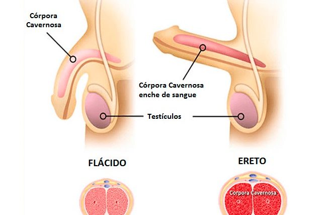 Corel Draw Online – Aprenda Rápido e 100% Online!
